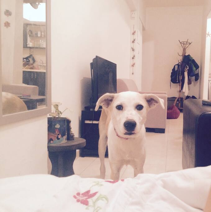 Dog visitor in the apartment