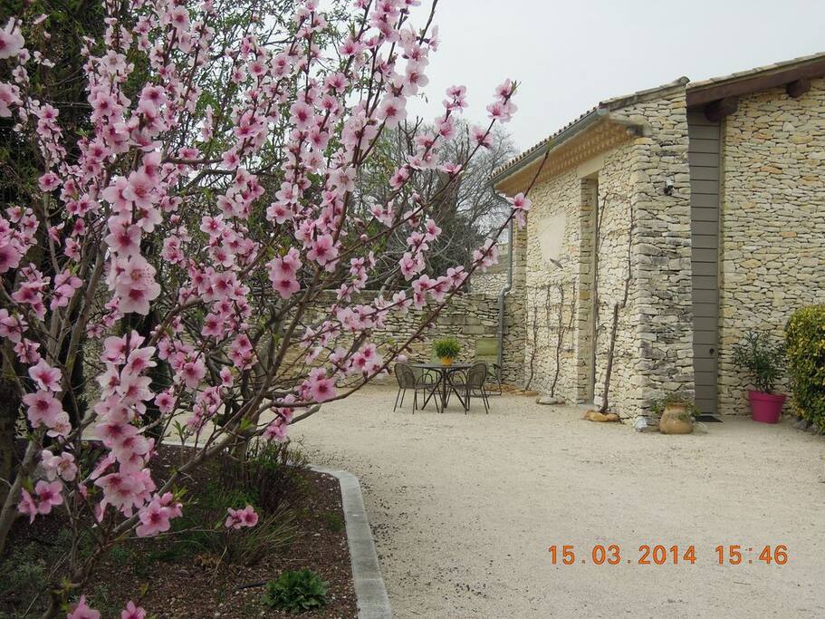 Amandier en fleurs