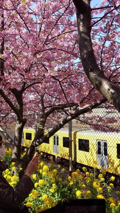 This is Kawazu cherry tree which is early cherry tree.