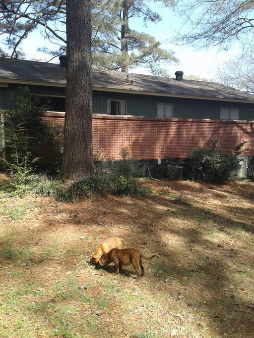 Backyard