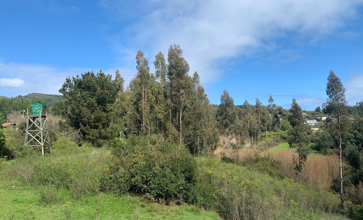 A sweeping landscape is captured, featuring tall eucalyptus trees and lush green foliage that blend into the horizon. A wooden viewing tower stands to the left, while fields create a tranquil backdrop under a clear blue sky.