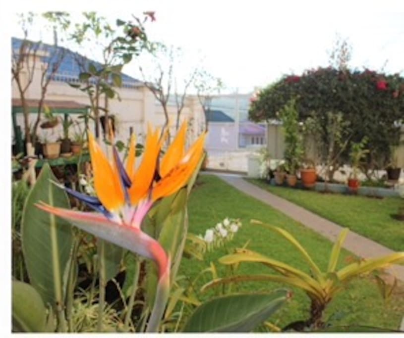 le jardin