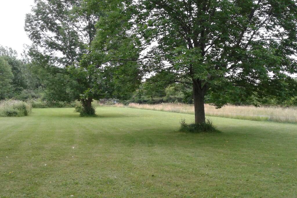 Front yard