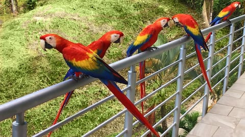 Villa Loro, Heart of Manuel Antonio