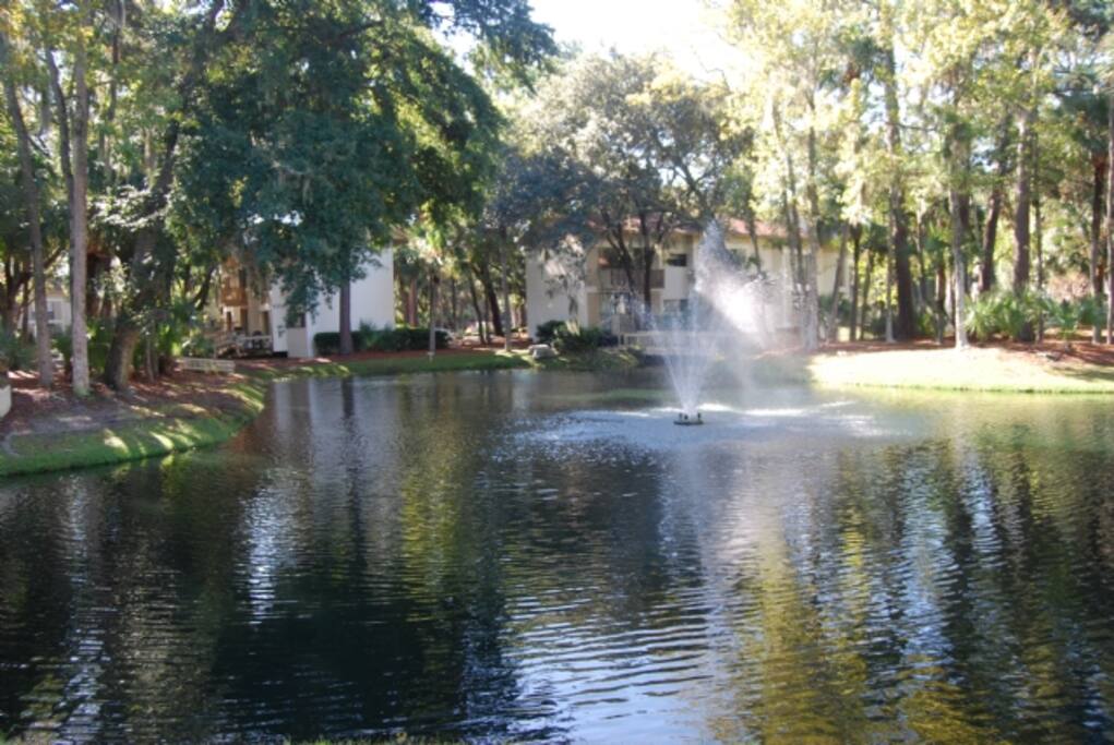 Water,Outdoors,Pond,Fir,Forest