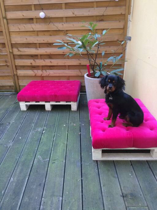 Outside place and Kalle our little puppy