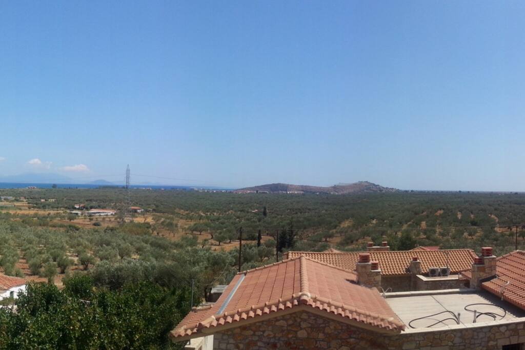 Vue sur les oliviers