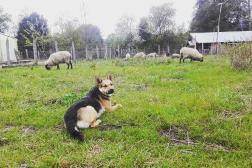 Patio de nuestra casa, en él Cali -nuestra cachorra- junto a nuestras ovejitas.