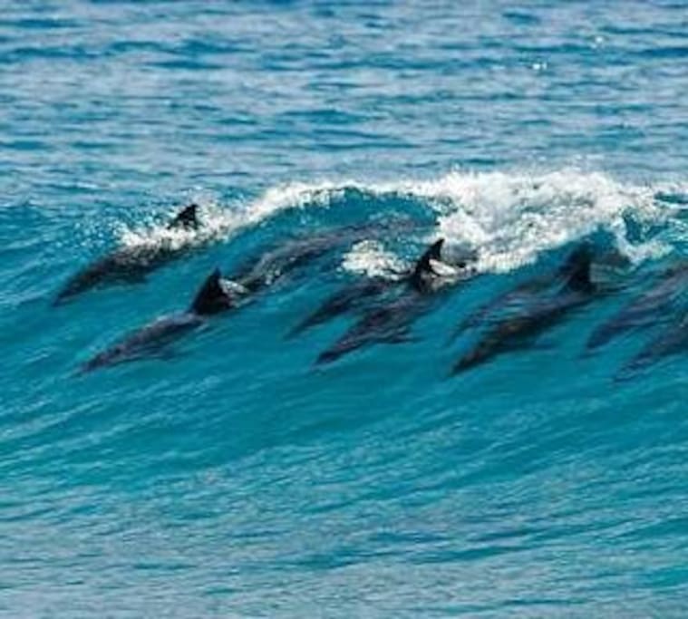 Dolphins at the Salt Rock Beach