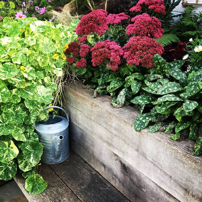 A relaxing south facing garden