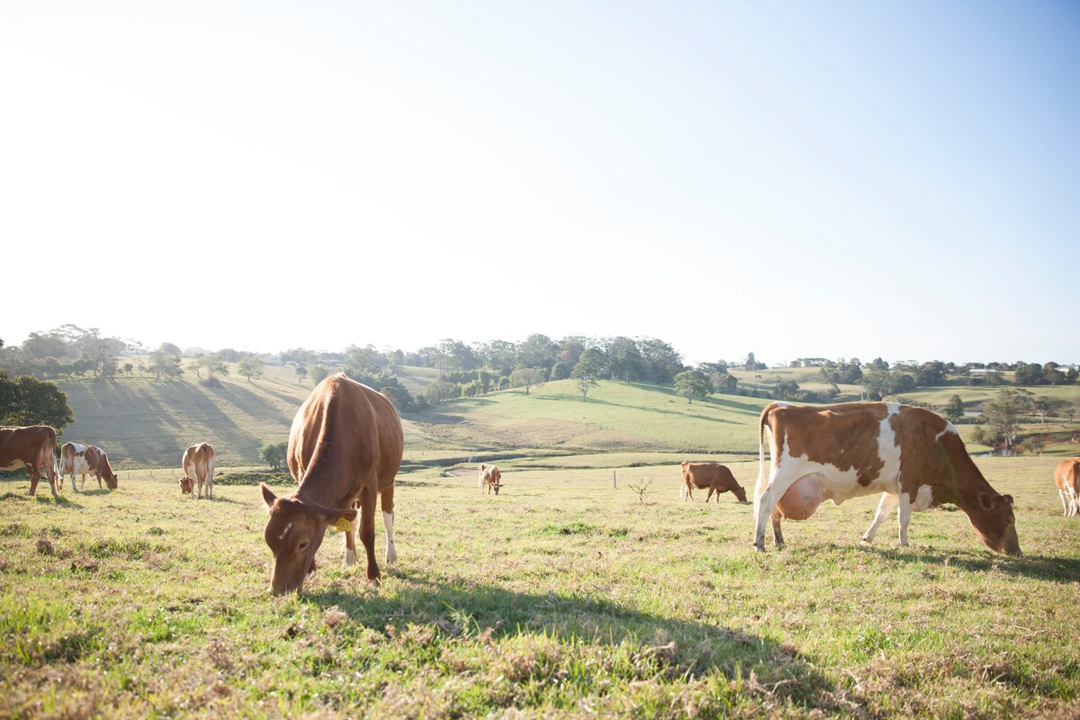 Dairy Destinations Airbnb