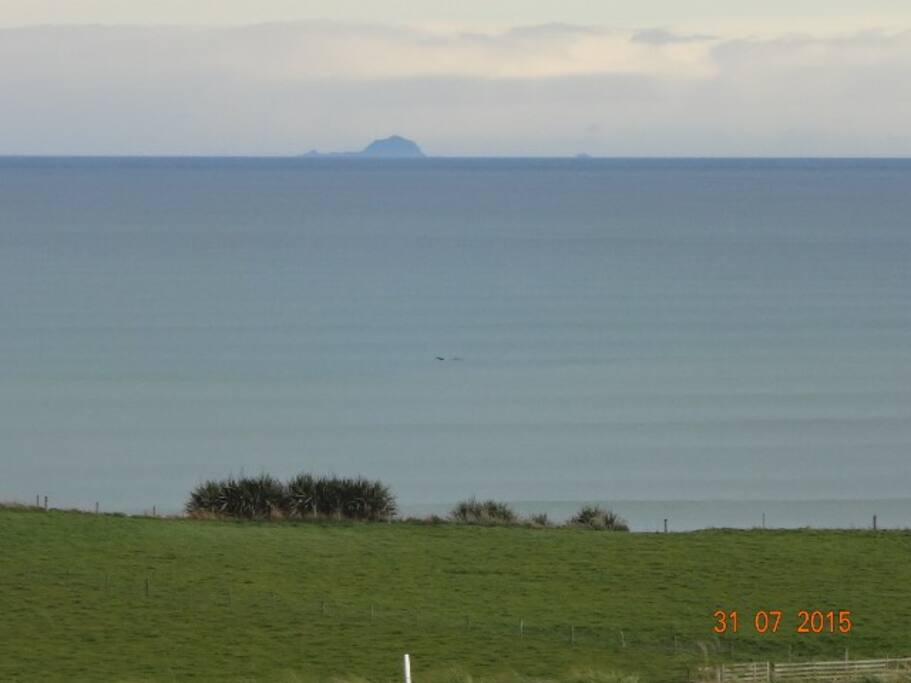 Southern Whales