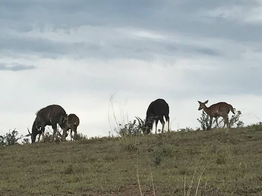 Wildlife roaming around the Guest house