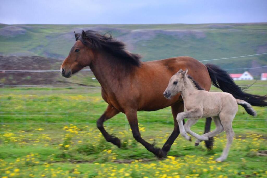 70 horses live in Gardur