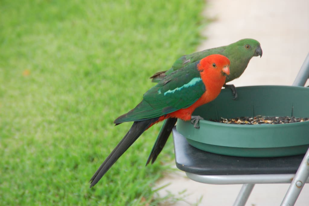 One of our many pairs of king parrots