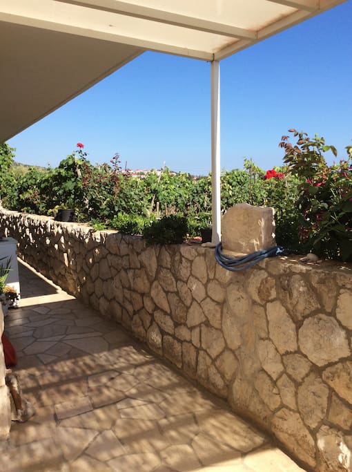 Vineyard in the garden