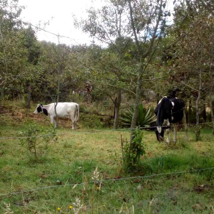 Puedes participar de actividades de campo como ordeñar vacas