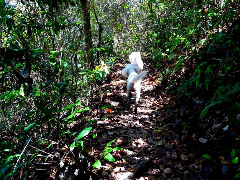 Trilhas ecológicas secretas