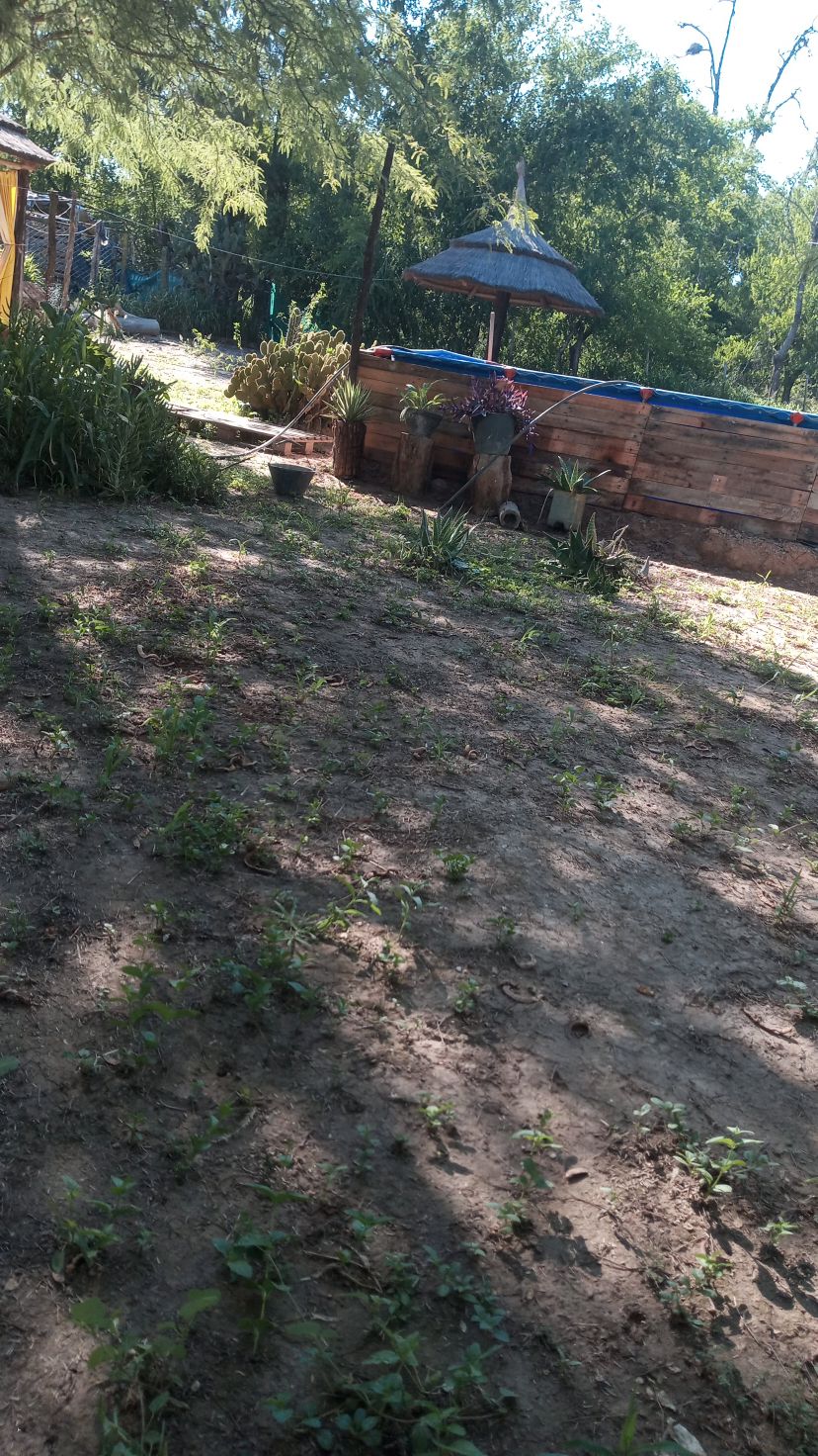 A spacious outdoor area is shown, featuring a wooden structure in the background surrounded by greenery. An umbrella-covered seating area is visible, along with various plants scattered across the ground. Sunlight casts gentle shadows, enhancing the natural setting.