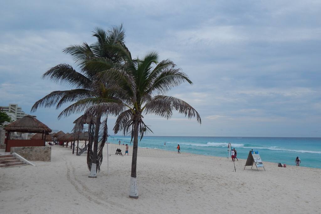Palmeras en la playa, vegetacion.