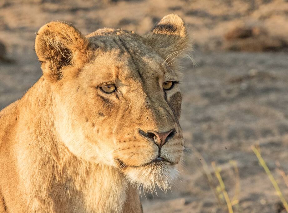 Lioness seen on safari