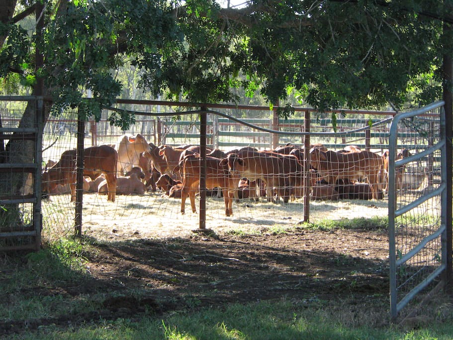 our Brahman cattle in the yards