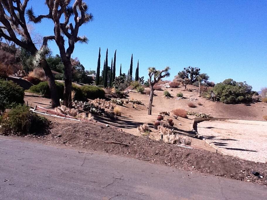 The cactus garden