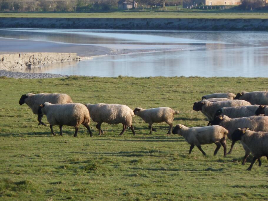 les moutons de pré-salé à 5 mn du gîte.