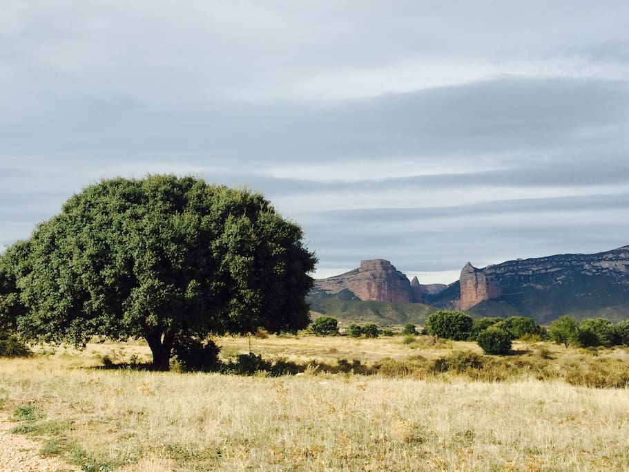 Carrasca