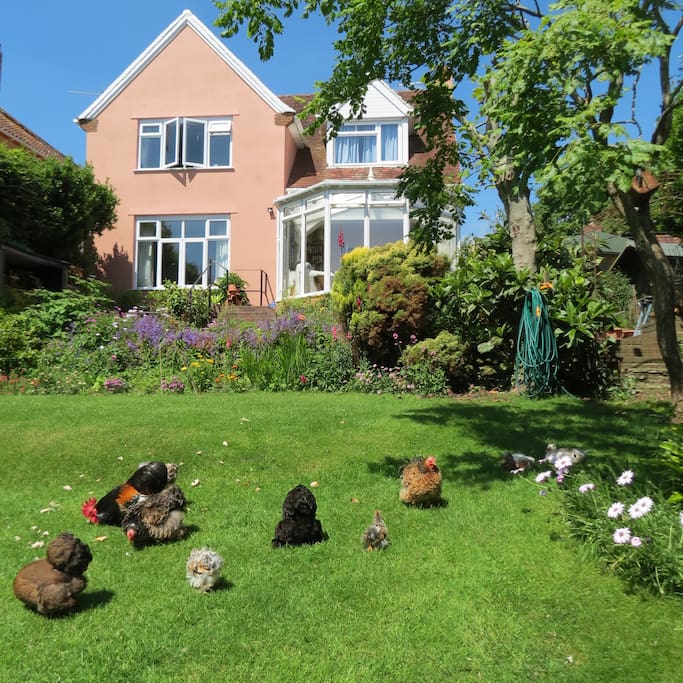 Garden with free range bantams