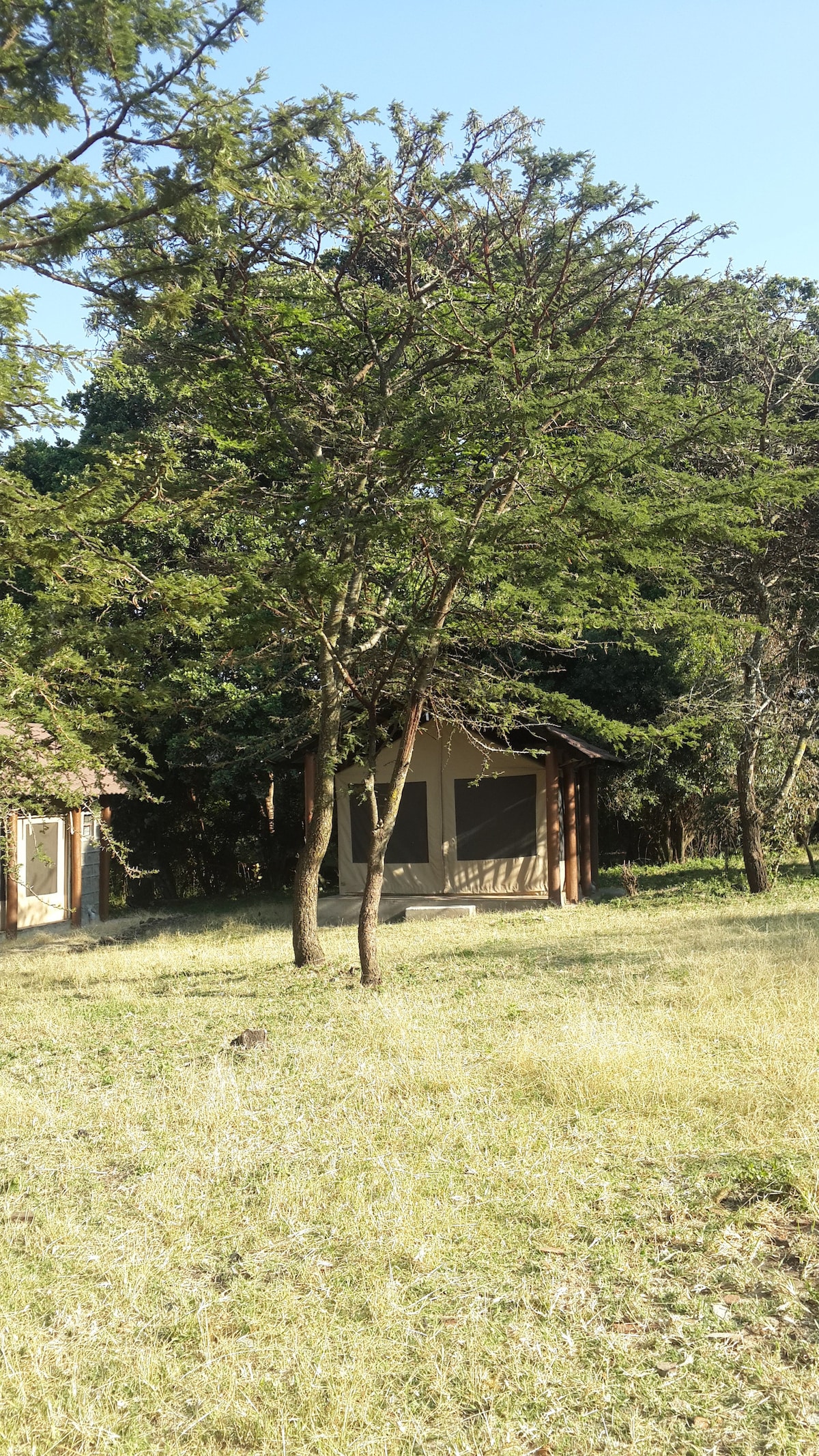 A tent structure is partially visible among tall green grass, framed by several trees. The tent features large screened openings, allowing for natural light and views of the surrounding foliage. The area is sheltered by trees, creating a sense of seclusion in the wilderness.