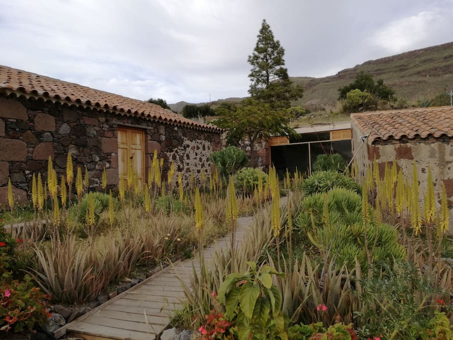 The garden during aloe vera blossoming