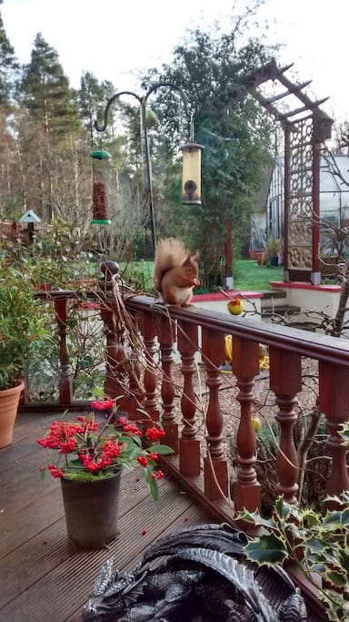 Red Squirrels are frequent visitors