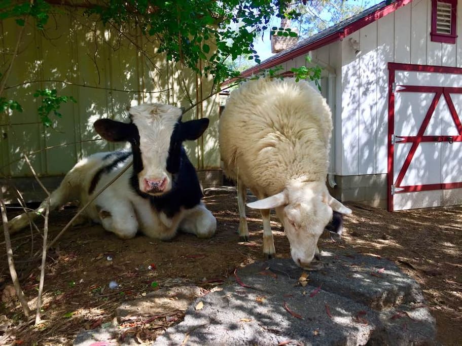 Two of my foster kids.