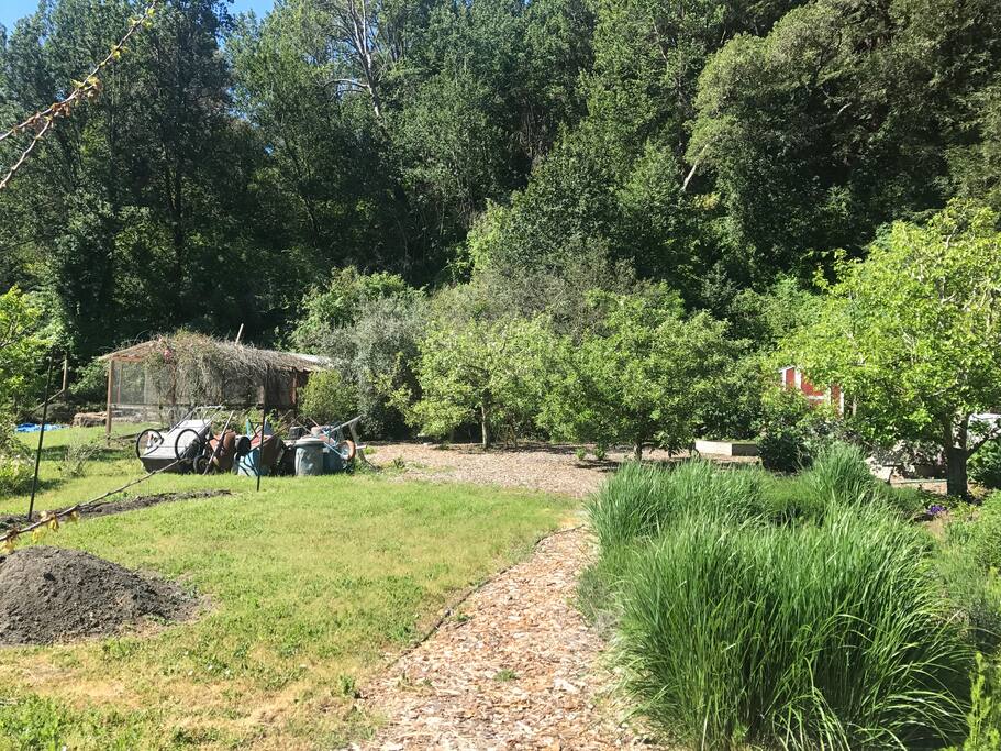 The right far corner of our garden is home to our chickens, apple trees, and roses