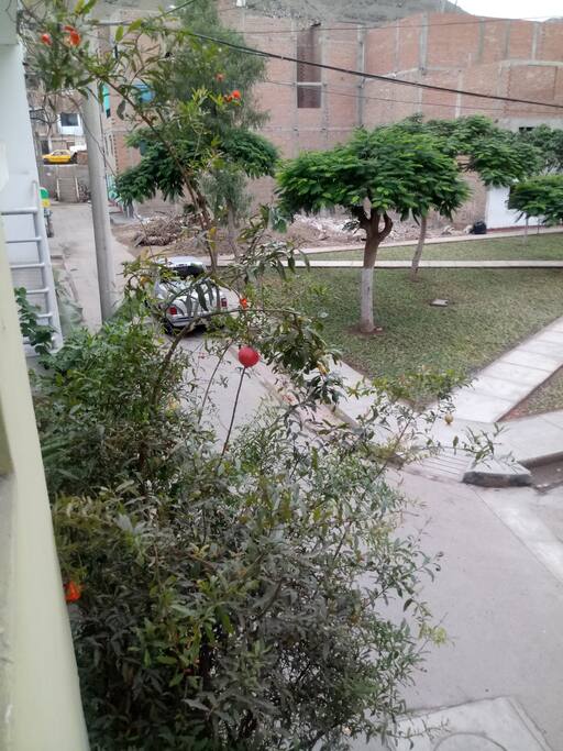 Vista de habitacion a un parque