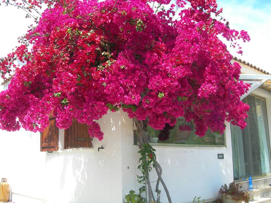 Bouganville che fa da cornice