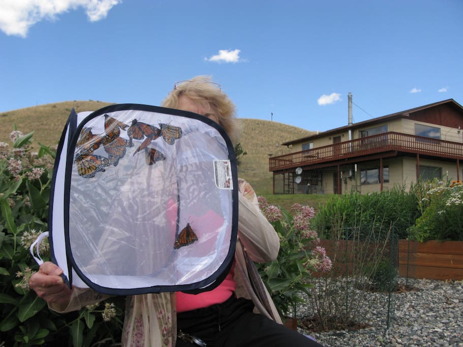 How would YOU like to help release Monarchs?