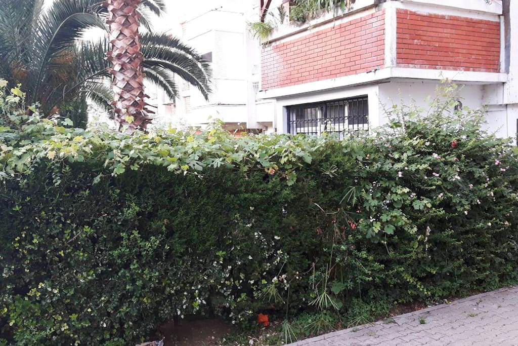 The view of the garden from the street