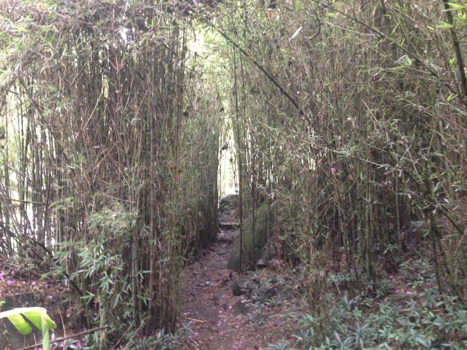 You have to walk trough a bamboo path to reach the house.