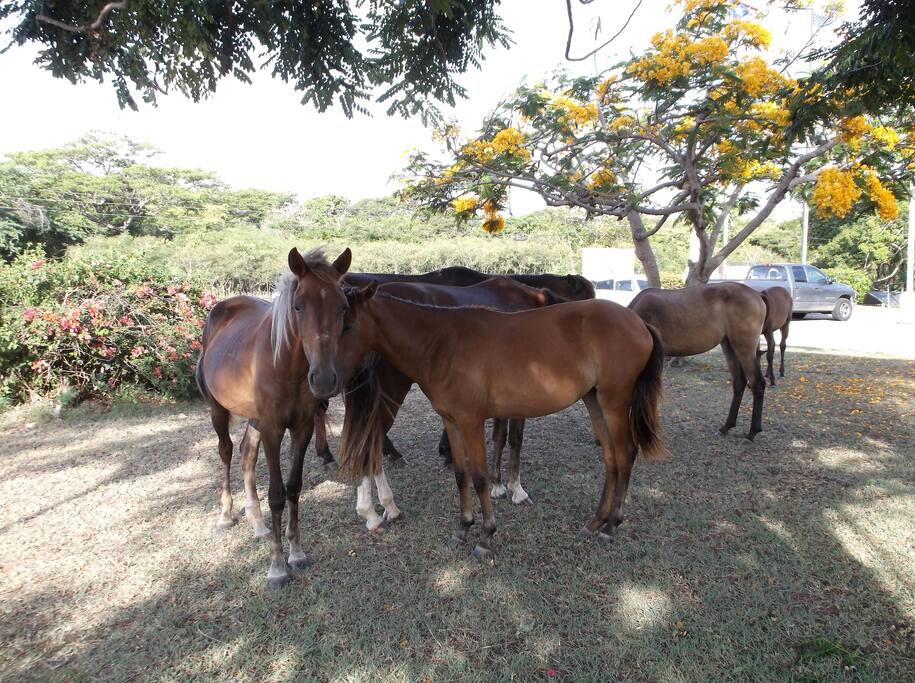 CABALLOS VIEQUENSES DAN LA BIENVENIDA