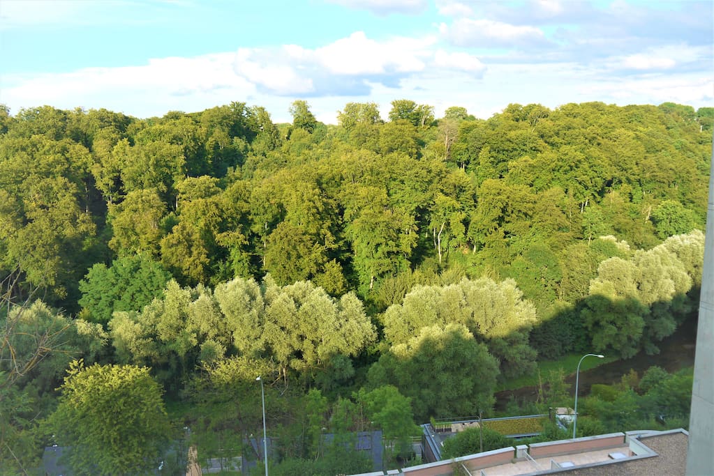 La vue sur la forêt