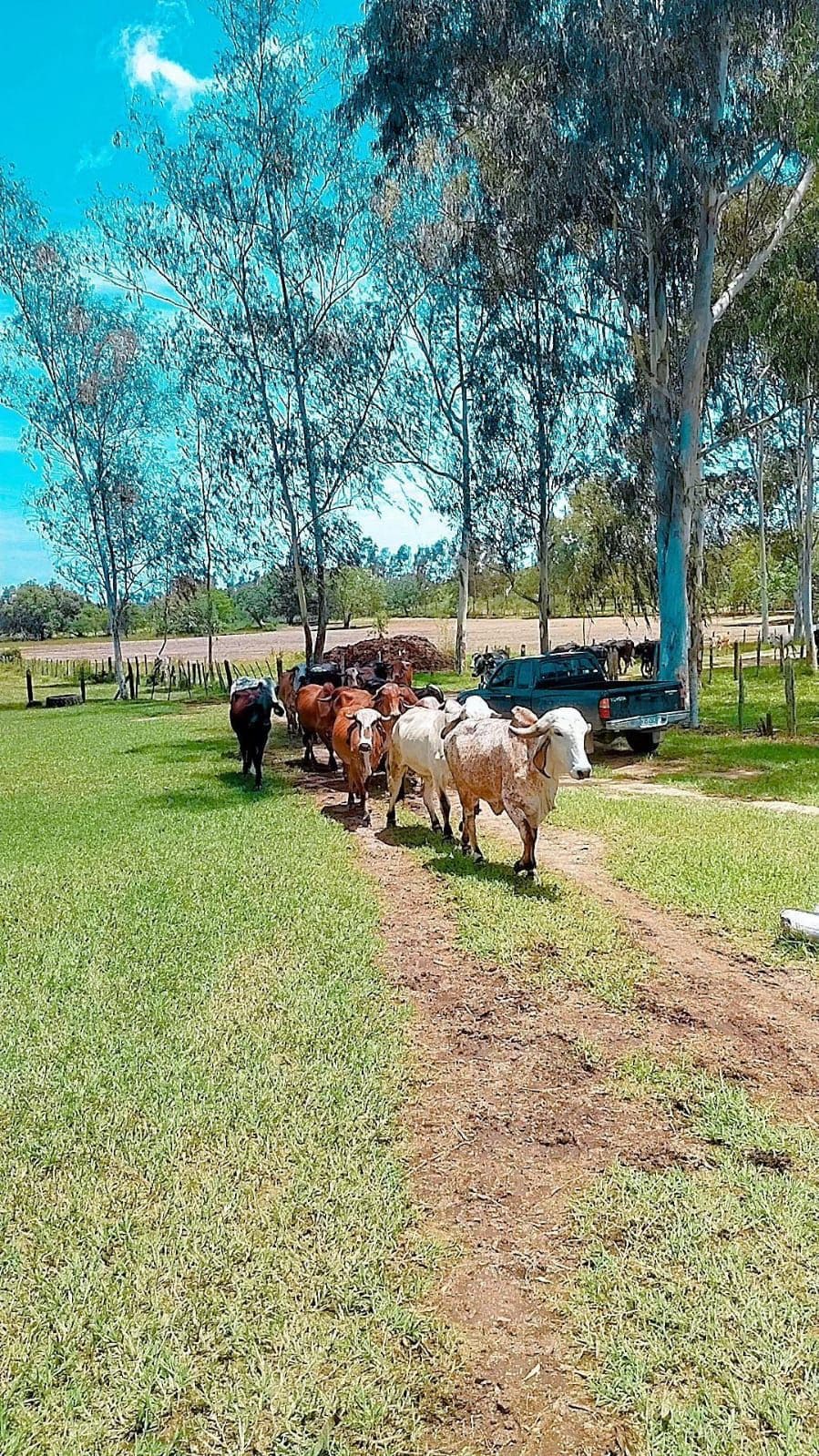 A line of cows is seen walking along a dirt path, surrounded by green grass and tall trees. The background features a parked vehicle and an open field, indicating a rural setting with a natural landscape.