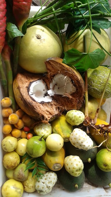 bounty from the food forest