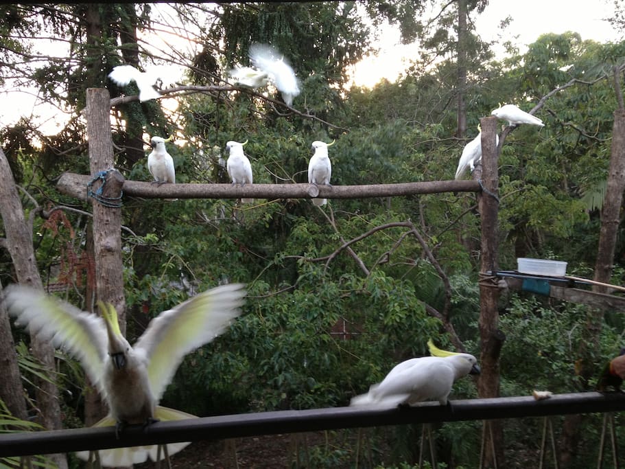 Wildlife in our garden, yet only 9km to the centre of Brisbane
