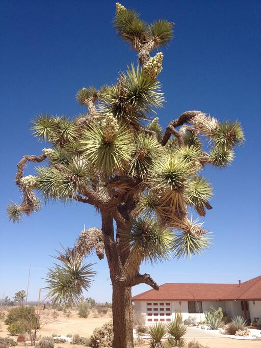 Joshua tree with the house