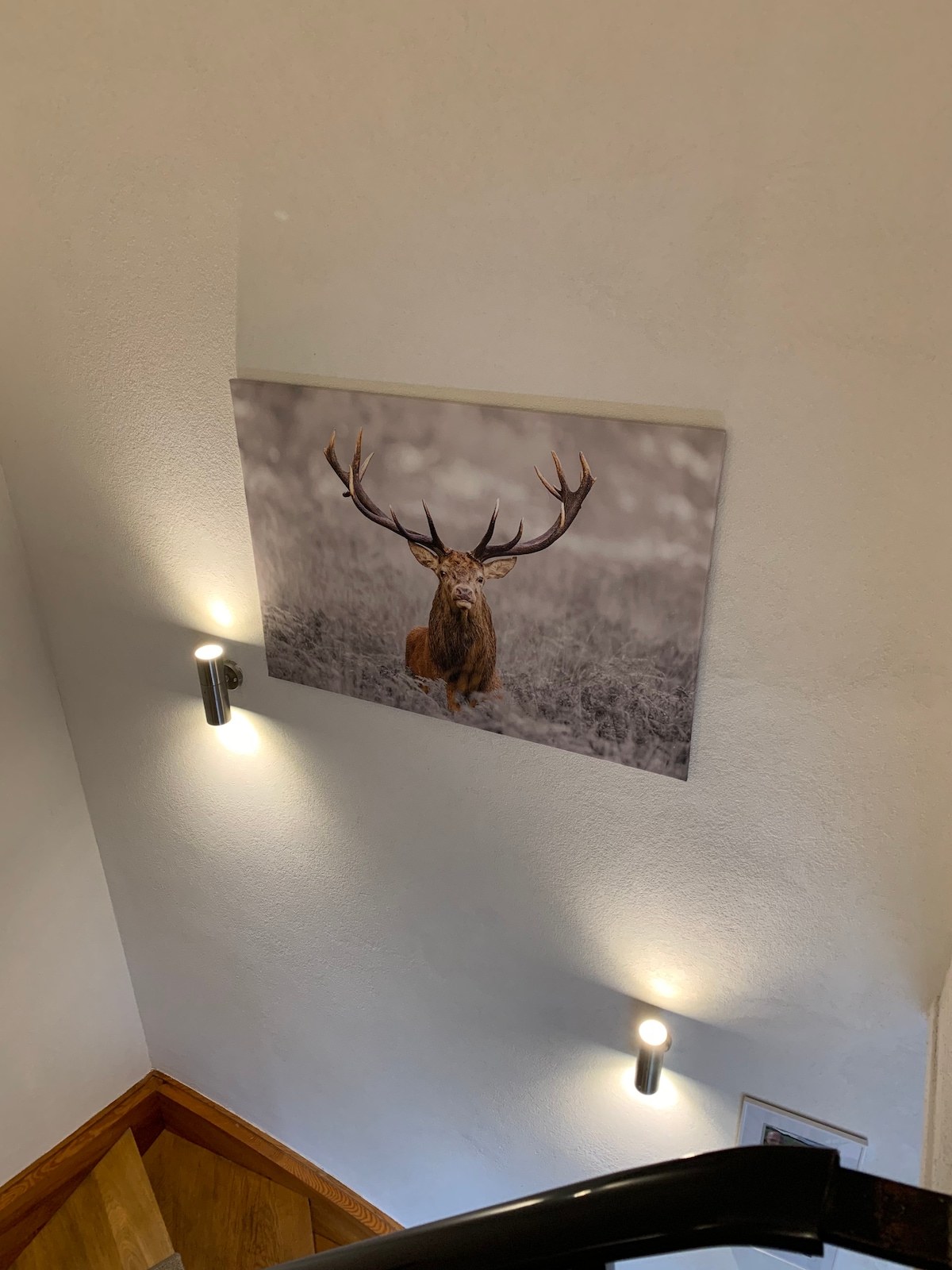 A wall-mounted picture of a majestic stag is displayed in a softly lit stairwell. The photograph captures the animal in a natural setting, with a blurred background that emphasizes its impressive antlers. The lighting adds a gentle glow to the surrounding area.