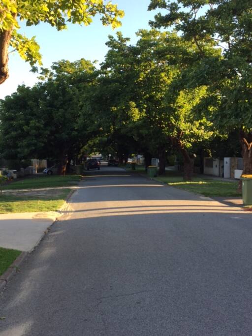 A beautiful canopy of trees is typical in this area.