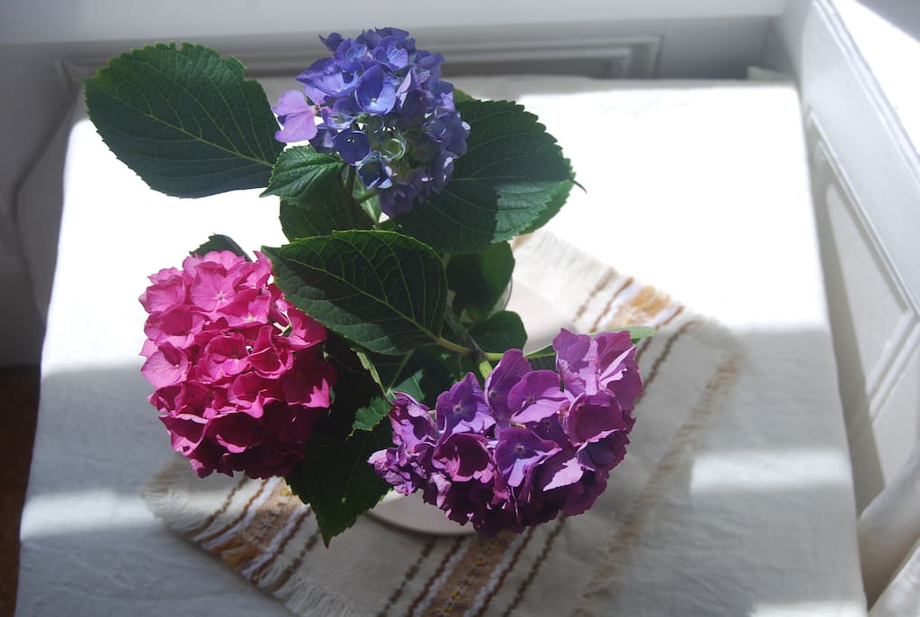 Freshly-cut flowers from the garden