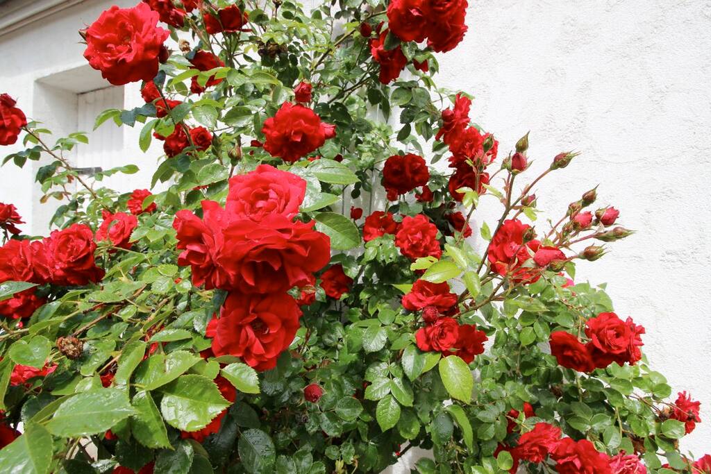 Frühling, Sommer. Herbst - Rosenduft!